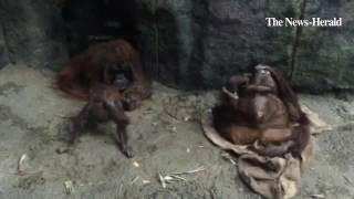 The Orangutan family enjoys a quiet Sunday at home. screenshot 5