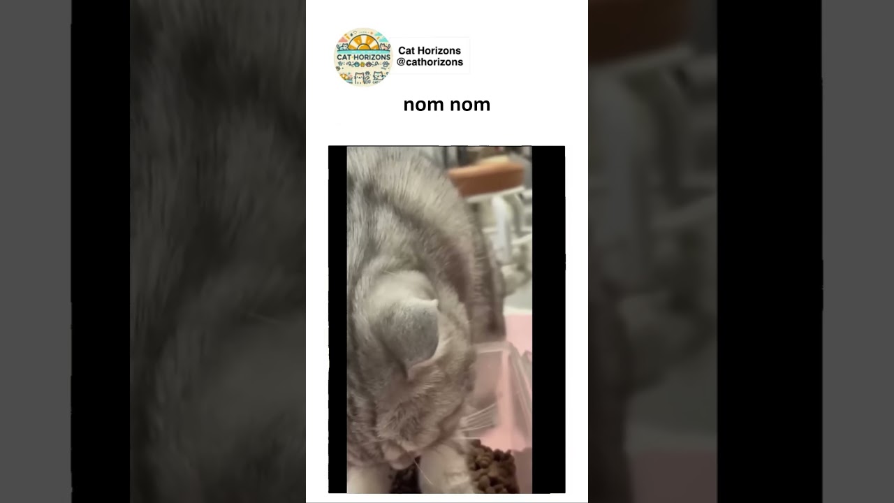 nom nom nom🐱❤️ 