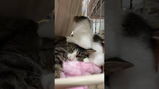 お母ちゃん大好き❤ #保護猫 #shorts
