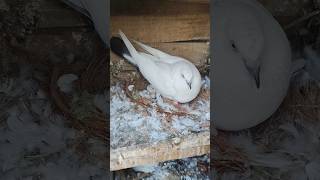 #breeding progress #breeding #kabootar #kabutarandekabdetehain #pigeon