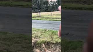 Grandview Estates **RARE** Developer Close Out Bulk Sale · Denham Springs, 70726