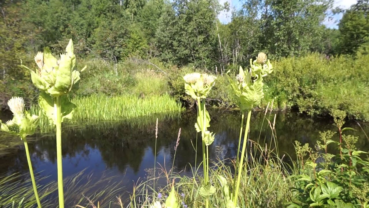 Речки: Заборица, Большая Рунга, Вотча.(июль 2015)