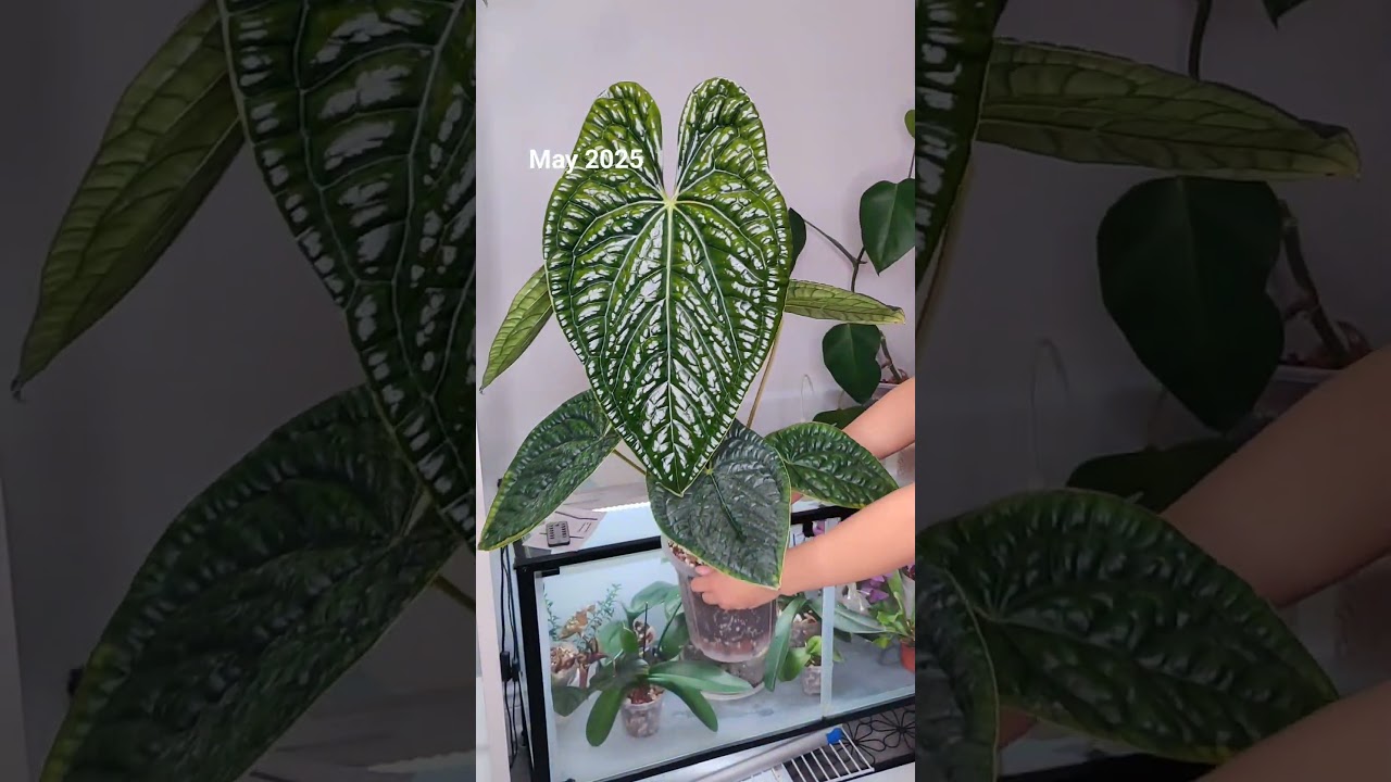 3 years Anthurium Luxurians growth