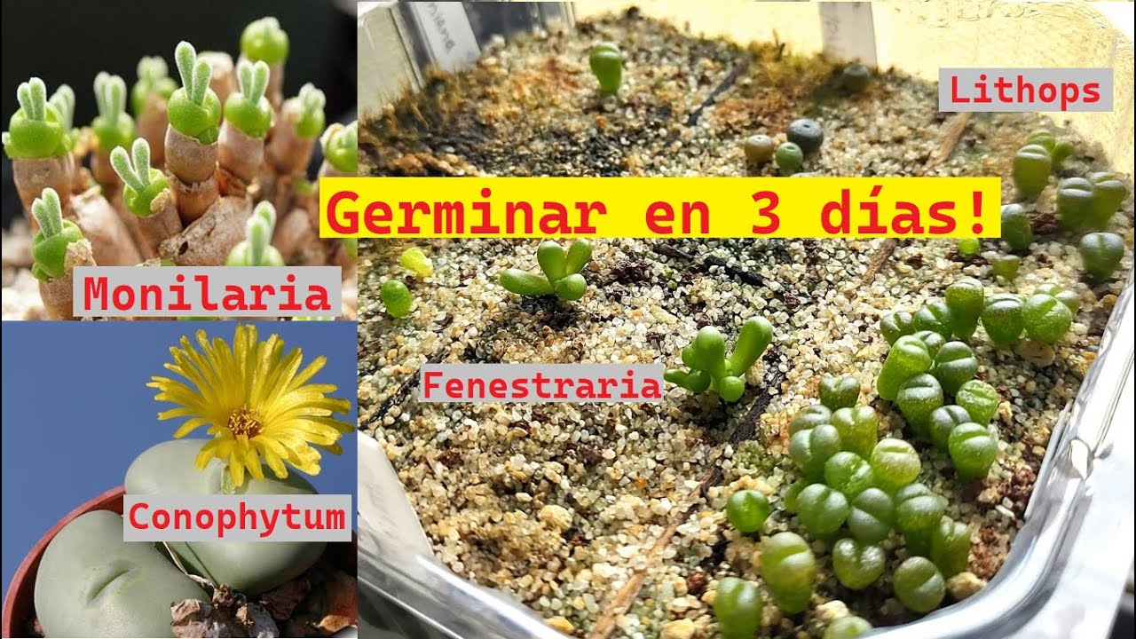 Germinación de Suculentas Africanas 🌵 (Monilaria, Lithops, Fenestraria, Lapidaria, Conophytum, etc.)