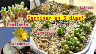 Germinación de Suculentas Africanas 🌵 (Monilaria, Lithops, Fenestraria, Lapidaria, Conophytum, etc.)