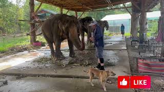 Koh Chang Elephants Thailand