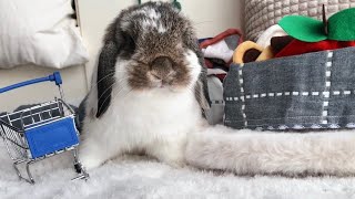 Bunny OleO goes to the mall! 🛍🛒 [Vlog 75] American Holland Lop