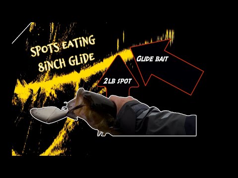 3hr Glide Bait Session