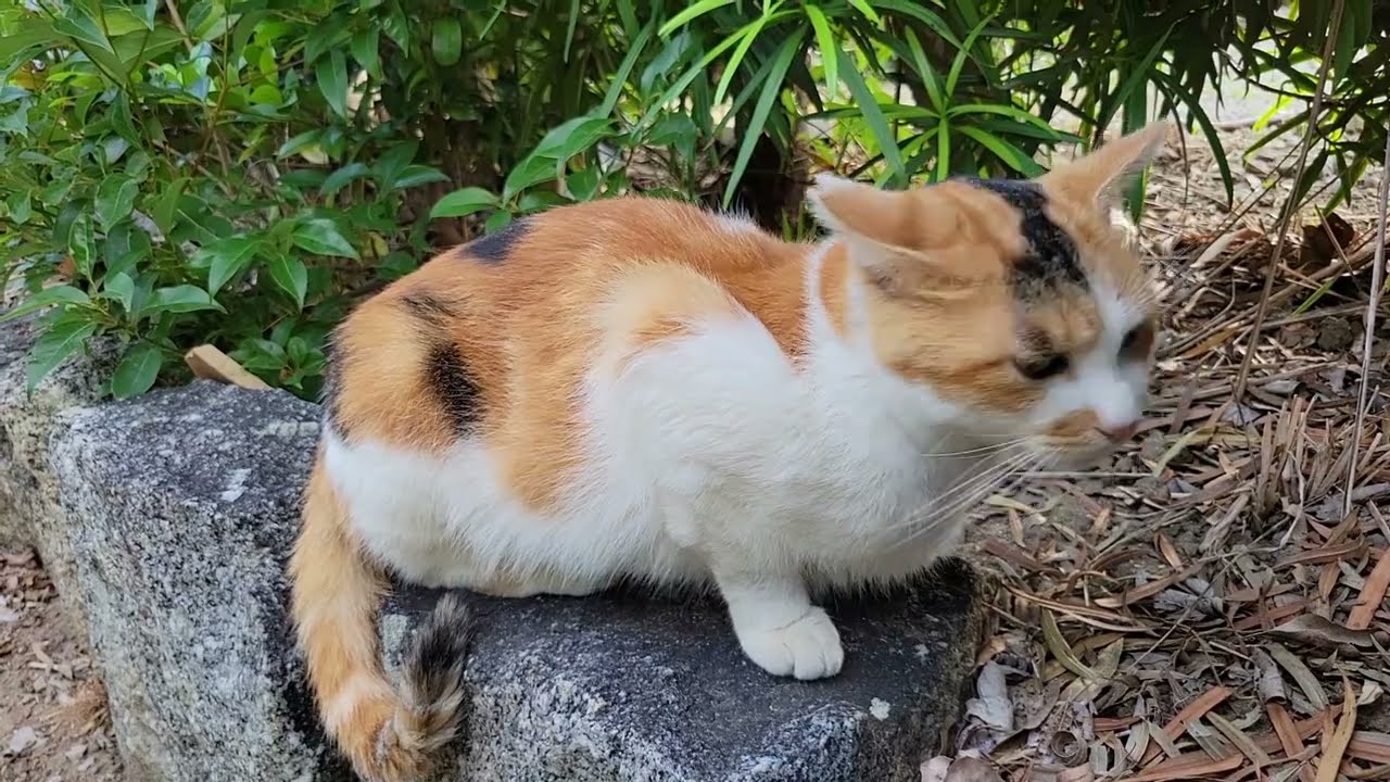 2025 10 02 さくら猫・地域猫⑤ ララちゃん、みゅうちゃん