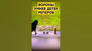 ВОРОНЫ умнее обезьян #тайноенепознанное #факты #осознание #крамола