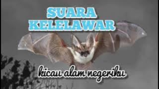 SUARA KELELAWAR