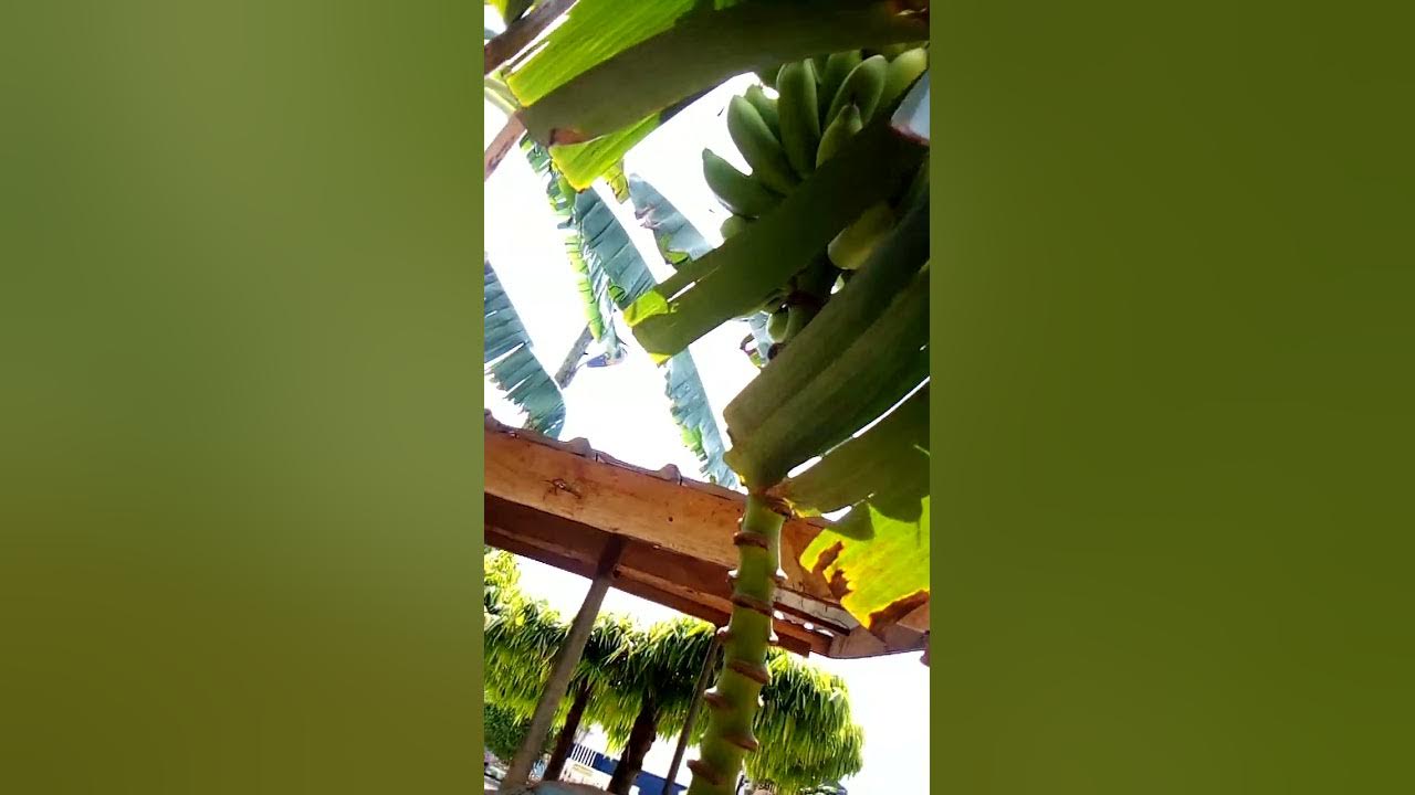 Use the flowers of banana to control excessive bleeding during