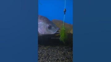 Cara Ikan Nila Memakan Umpan #shorts #memancing #tutorial