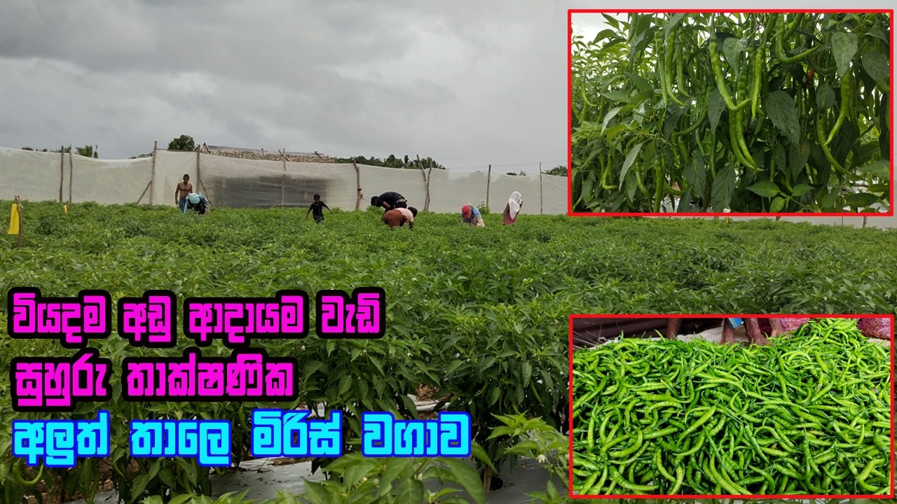 සුහුරු තාක්ෂණික මිරිස් වගාව | suhuru miris wagawa | miris wagawa | how to grow Chili | MICH1 miris