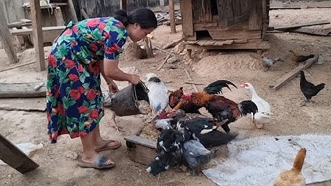 nyab kij pub niam pog cov qaib npua coob kawg