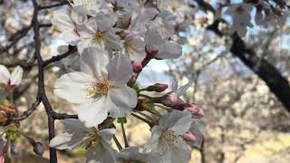 Peak Cherry Blossom 2021/ Sakura blooming/ Spring festival @Japan -Relaxing music for stress relief