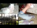 Cocktail ke new babys