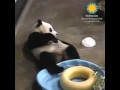 view Bao Bao Plays With a Bear-Sized Ice Cube digital asset number 1