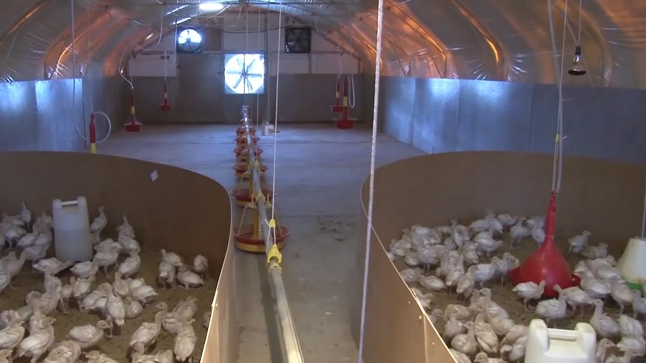 Ćurke – Neophodni uslovi za uspešan tov