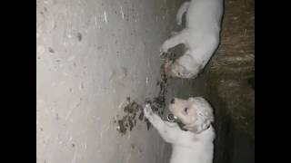 Yavru Akbaşların Boğuşu