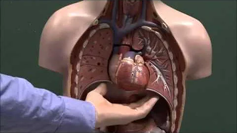 Chest anatomy, heart and lungs - DayDayNews