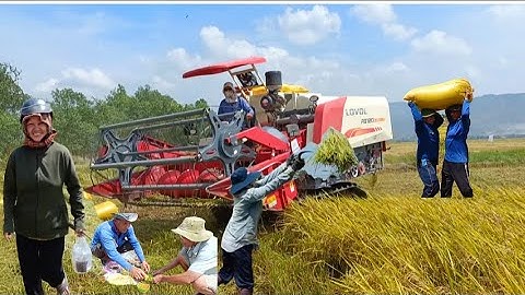 máy cắt trung quốc cắt lúa 5 không bốn quá nhanh giá lúa 7400₫ tập 46#maibangtv