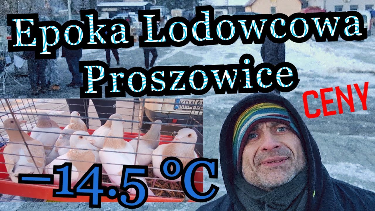 Giełda Proszowice ceny zwierząt