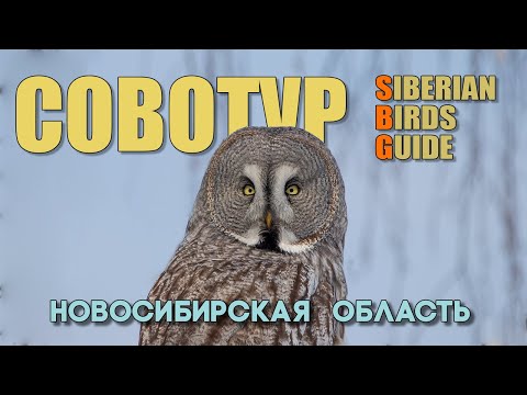 Совы Новосибирской области