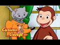 George And The Tiny Kitten Curious George Kids Cartoon Kids Movies 