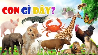 Các Con Vật ,Con Bò ,Con Cừu ,Con Lợn ,Con Thỏ ,Con Gà Mái ,Con Vịt P2