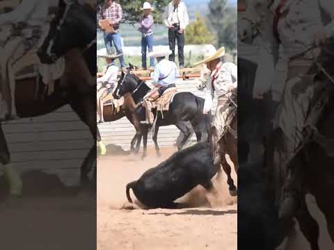 Coleadonas en San
