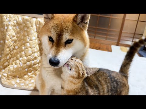 柴犬に甘えん坊になった末っ子猫は先輩猫にも頑張って歩み寄っています