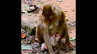 Poor baby monkey was blocked milk by mom push out!