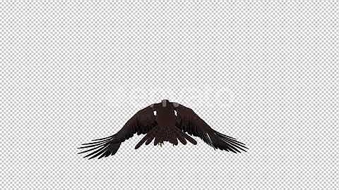 Tropical Kite - Flying Loop - Back View | Motion Graphics - Envato elements