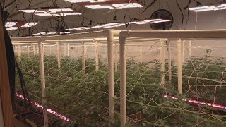 TN business adapting to upcoming hemp laws