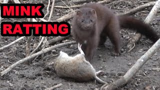 Mink Cleaning Up the Last of the Rats