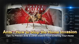 How to Kill Ants and Get Rid of Insects In Your House, Yard & Kitchen Permanently. Ant Removal Tips screenshot 4