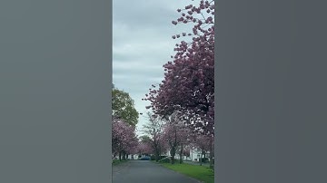 Thumbnail of Cherry Blossoms #yearofyou