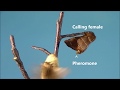 Eastern tent caterpillar mating behavior