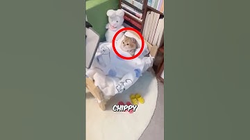 Most Adorable Lazy Cat... 😻