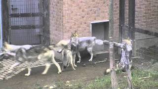 扉の向こうに何が？~Wolves