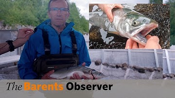 "We have declared a war on Pink salmon” Norway fights the invasive species in the Arctic.