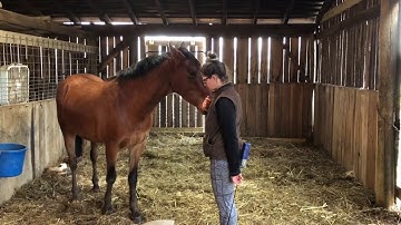 Clicker training horses how to teach come, stay, walk