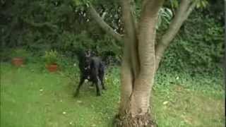 Suchspiel Für Den Hund - Such Die Wurst