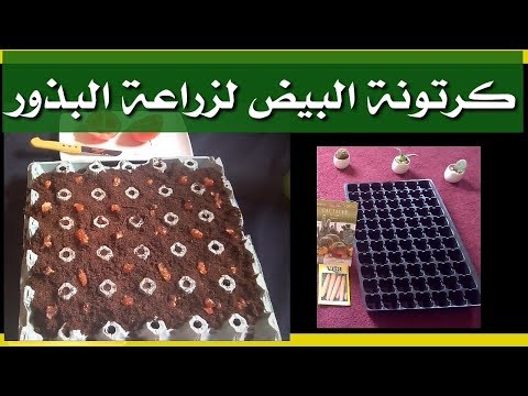 فيديو: بدء البذور في كرتون البيض - كيفية استخدام كرتون البيض للبذور