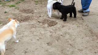 Sunday dog park