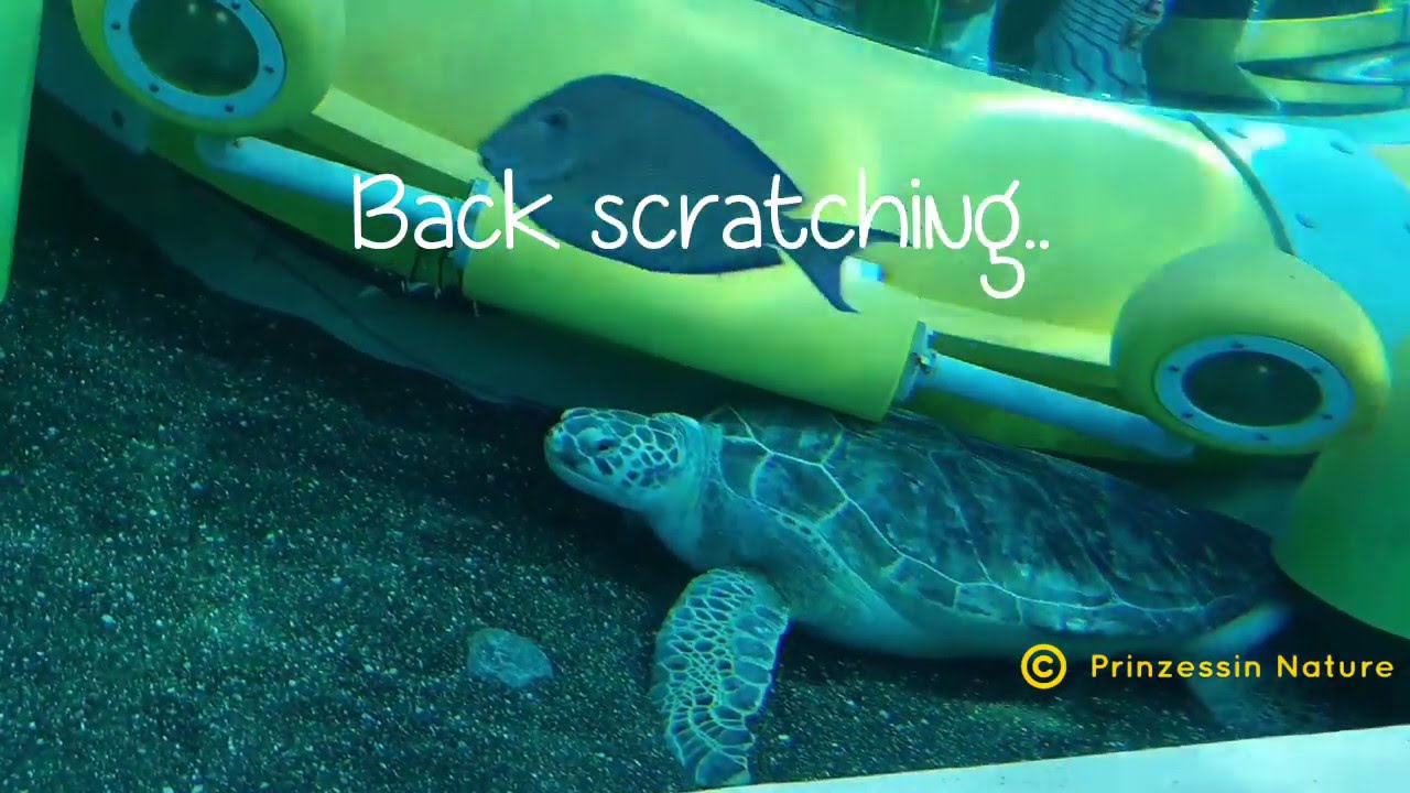 Turtle Scratching Itching Shell - Itchy Back - YouTube