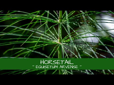 Let&rsquo;s Learn About Horsetail ~ Equisetum arvense