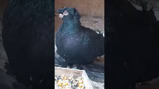 Узбекский голуби Кахрамона!
