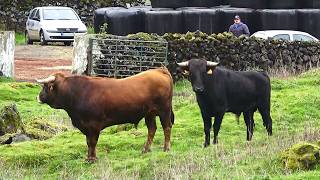JAF - Touros, Vacas e Bezerros - Alimentação Diária (Primeira Parte) - Ilha Terceira - Açores